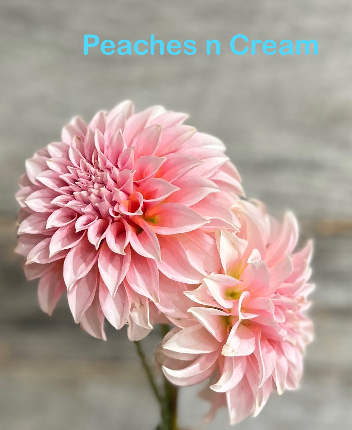 Peaches N Cream
