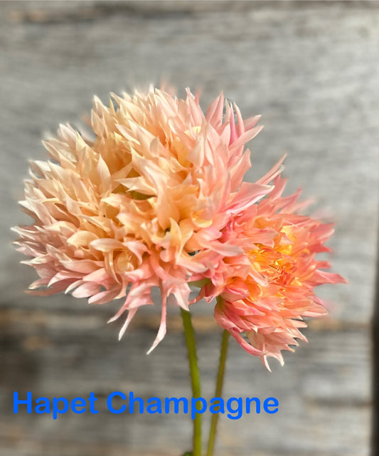 Hapet Champagne