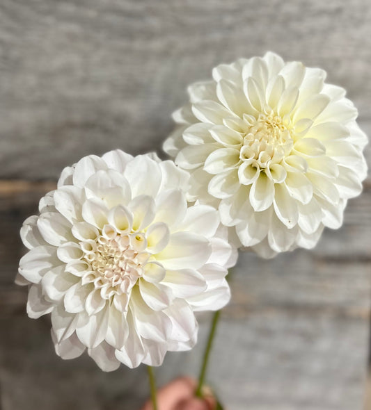 Irish Ruffles
