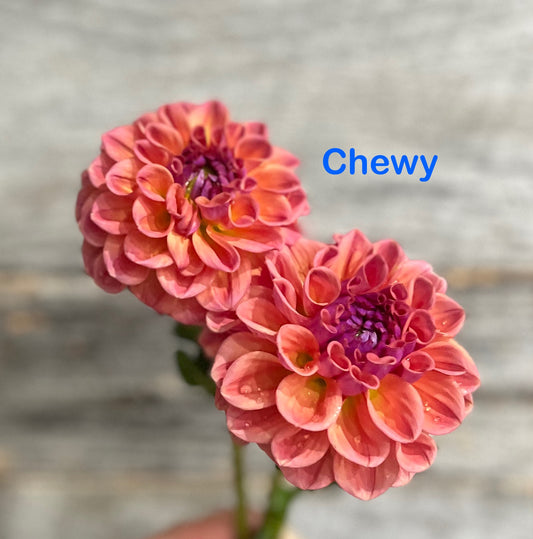 Chewy