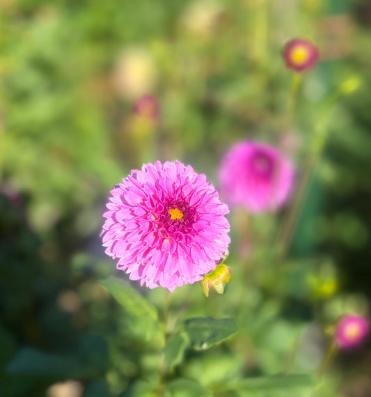 Ferncliff Pincushion