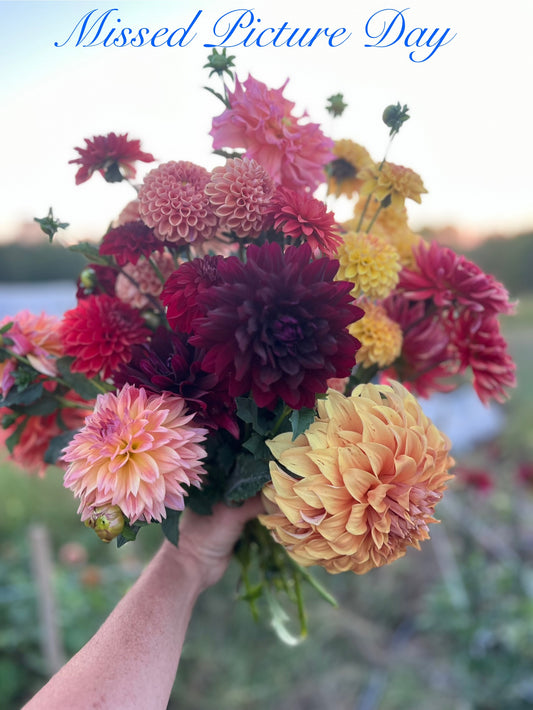 20th Ave Softer Peach