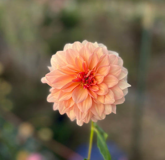 Peach Bud