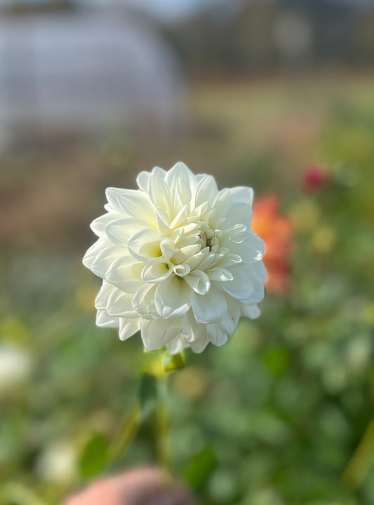 Mystery White