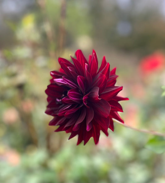 Hollyhill Black Beauty